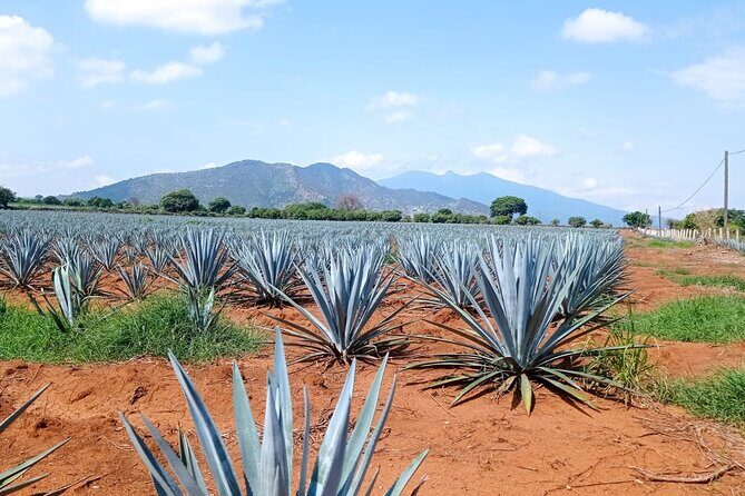 Full-Day Private Tour in Guadalajara - Who Would Love This Tour?