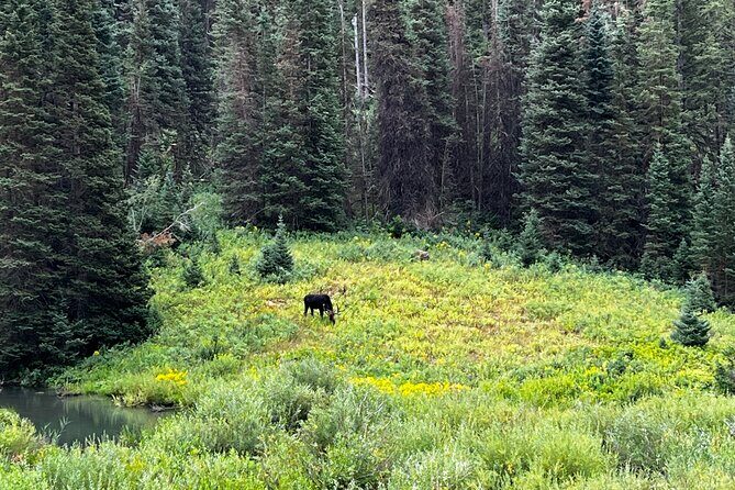 Full-Day Private tour through the Rocky Mountains - Cost and Value