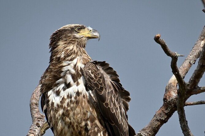 Full-Day Private Tour to Alligator River National Wildlife Refuge - What the Reviews Say