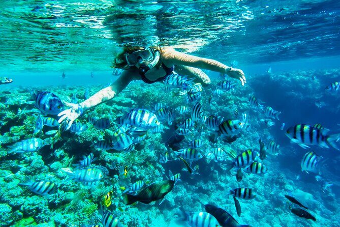 Full-Day Reef Snorkeling in Cozumel from Cancun with Lunch - The Itinerary—What You Can Expect