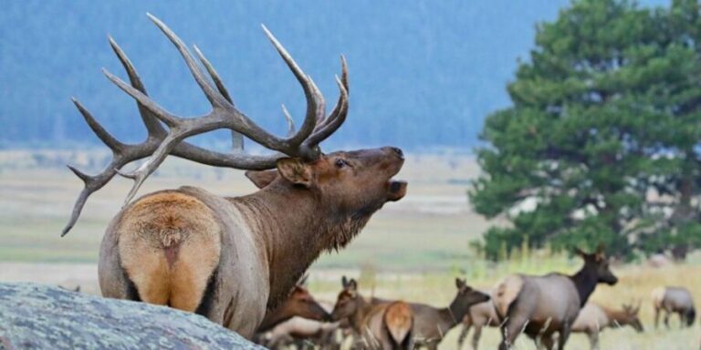 Full-Day RMNP Over the Top Tour - RMNPhotographer - What You Can Expect