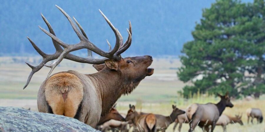 Full-Day RMNP Over the Top Tour - RMNPhotographer - What You Can Expect