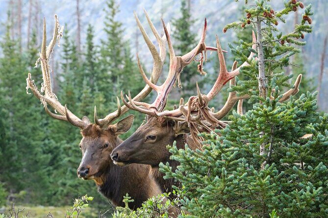 Full-Day Rocky Mountain National Park "Over The Top Tour" - RMNPhotographer - FAQ