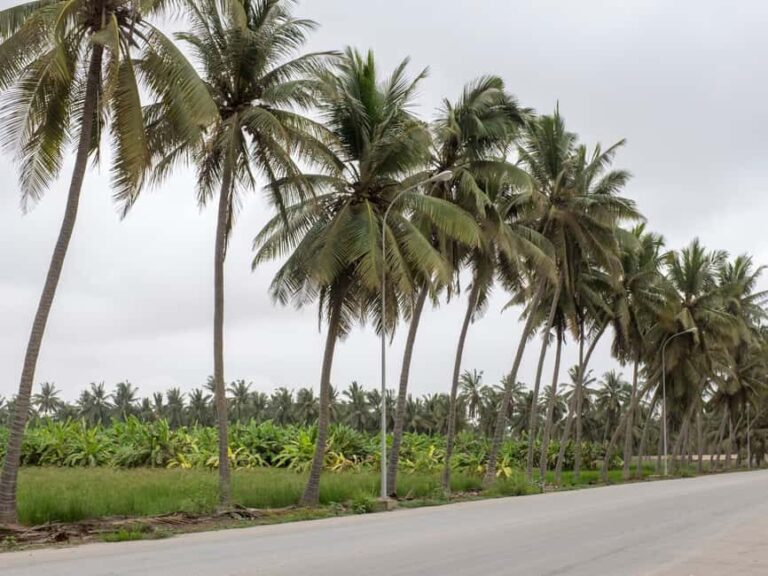 Full-Day Salalah City Tour - What to Expect: Practical Details and Tips