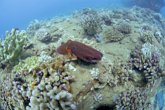 Full Day Scuba Dive Off The Na Pali Coast, Kauai-Mana Crack - Who should consider this tour?