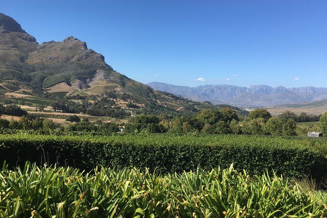 Full day South African Wine Tour (Stellenbosh, Franschhoek and Paarl) - What to Expect from the Wine Tastings