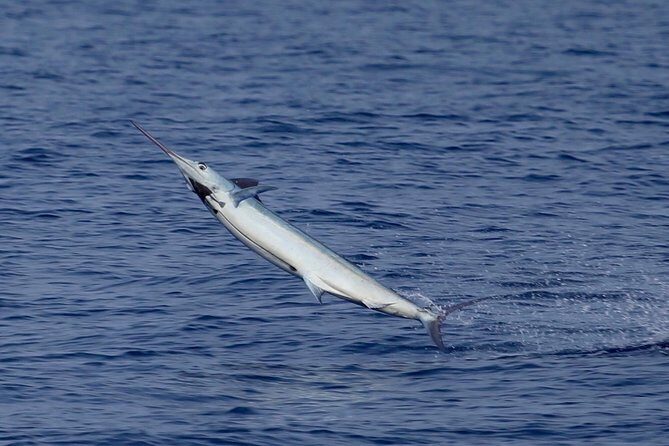 Full Day Sportsman/Enthusiast Charter - What the Reviews Say