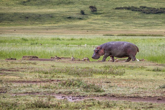 Full Day To Arusha National Park - Summary: Who Should Consider This Tour?