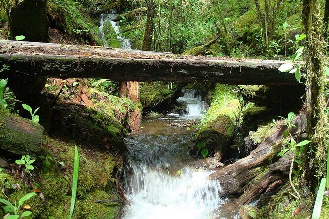 Full-Day Tour Llano Grande Waterfalls and Coffee Plantation in Huatulco! - The Coffee Farm and Mountain Walk