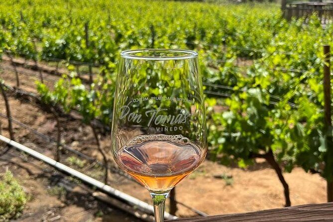 Full Day Tour on the Wine Route, Valle de Guadalupe - Who Will Love This Tour?