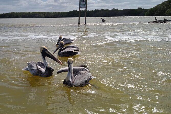 Full Day Tour Río Lagartos with Pickup from Mérida 7 AM - What You’ll Experience: A Deep Dive into the Itinerary