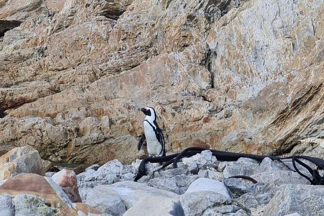 Full-Day Tour Stony Point Penguin Colony at Betty's Bay (up to 10 persons) - The Sum Up