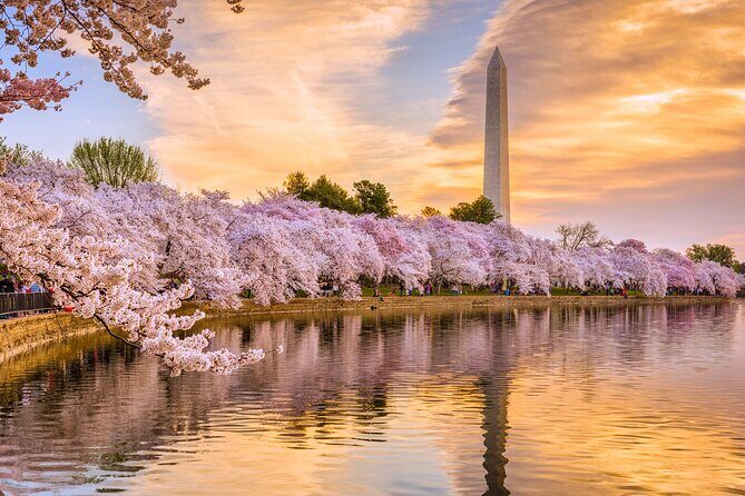 Full Day US Capitol Visit with Cherry Blossom & Potomac Cruise - The Sum Up