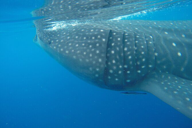 Full-Day Whale Shark Tour Puerto Morelos with Pickup and Lunch - The Itinerary in Detail