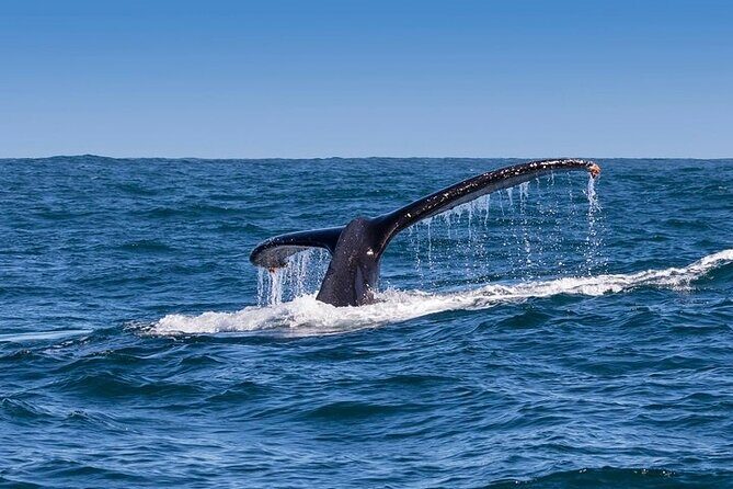 Full-Day Whale Watching and Wine Region Experience from Cape Town - Practical Tips Before You Go