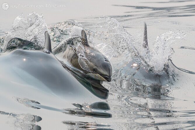 Full Day Whale Watching Campbell River - Who Will Love This?