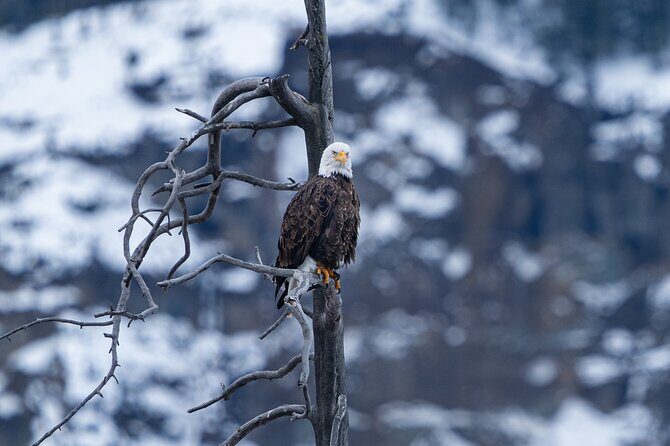 Full Day Wildlife Photography Tour In Yellowstone National Park - FAQ
