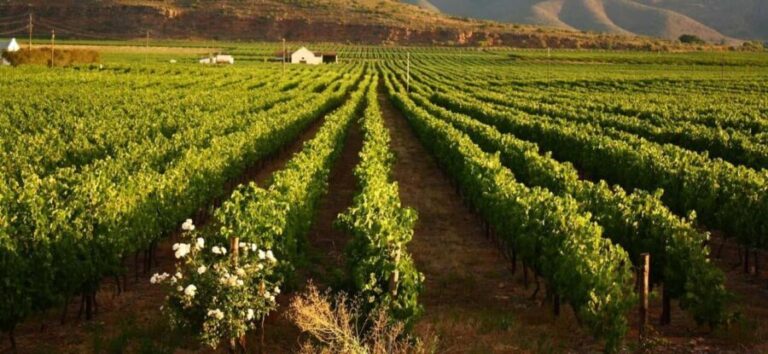 Full day Winelands Tour - What Makes This Tour Stand Out?
