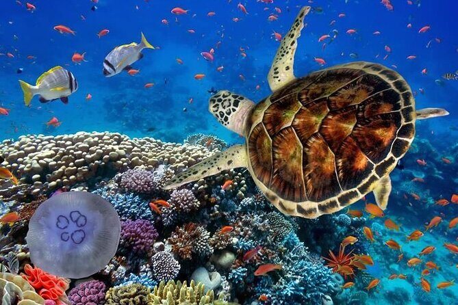 Full-dayTurtle Adventure: ATV, Zipline, Cenote & Turtle Swim - A Step-by-Step Breakdown of the Tour