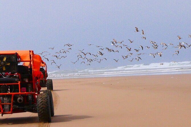 Fun buggies in Agadir Forest and Beach Dunes - The Scenery and Experience