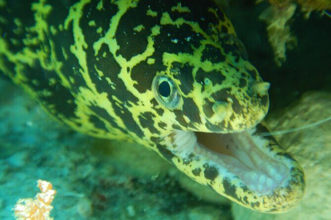 Fun dives Cozumel south marine park - Final Thoughts