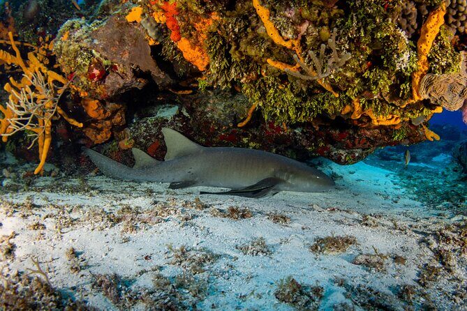 FunDiving in Cozumel - By Ferry - 2 Tanks in the wonderful Caribbean sea - Itinerary Breakdown: What to Expect from Start to Finish