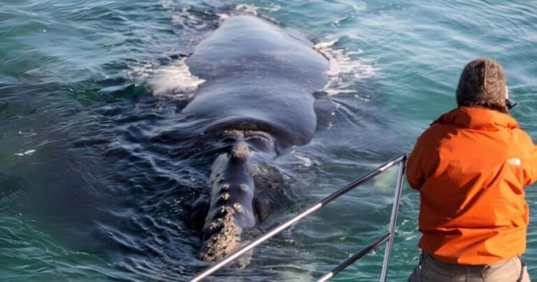 Gansbaai: Marine Big 5 Boat tour - Practical Tips for Your Trip
