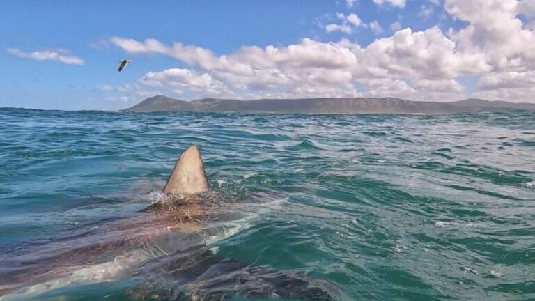 Gansbaai: Shark Cage Diving and Shark Viewing Boat Trip - The Marine Big 5 and Other Creatures