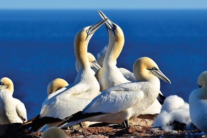 Gaspe 3DAY Trip - What the Tour Includes and What It Doesn’t