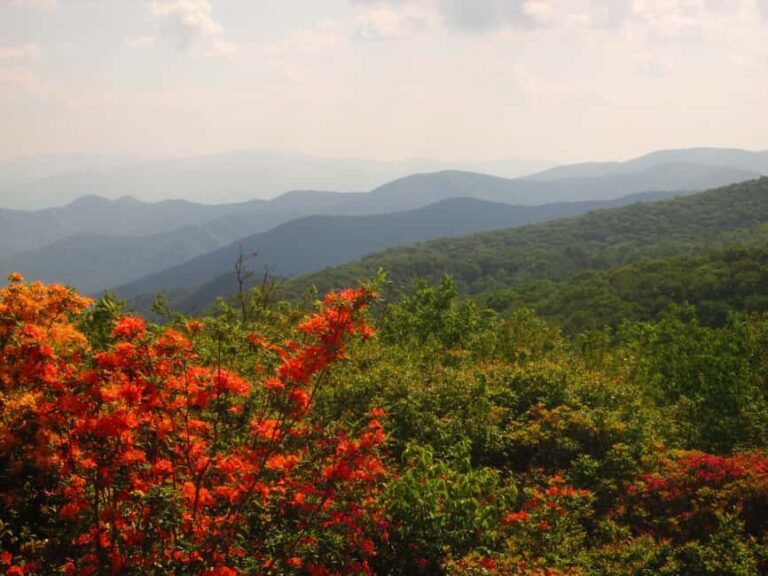 Gatlinburg: Smoky Mountain Appalachian Bald Guided Hike - Why This Tour Offers Great Value
