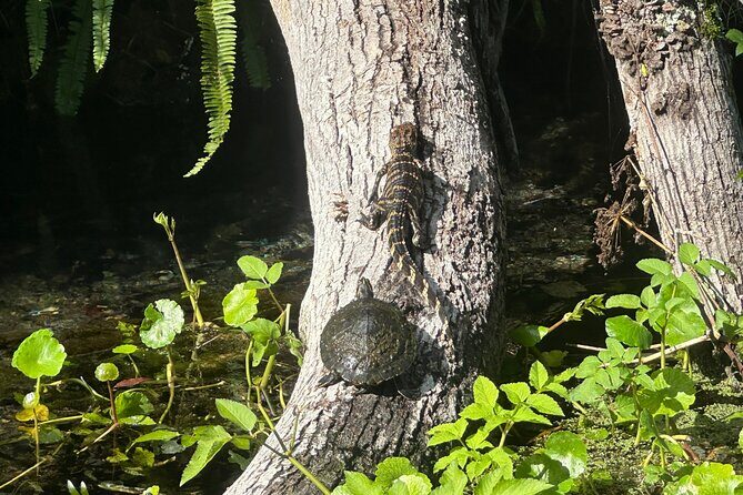 Gator Viewing Clear Kayak Springs Tour - Who Will Love This Tour?