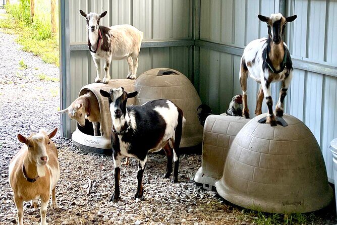 Gem Mining and Goat Farm Walking Tour in Hendersonville - The Practical Details