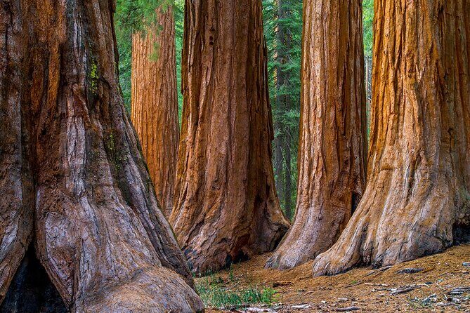 Giant Redwoods Tour Including a 5-Course Winery Lunch - Transportation and Group Size