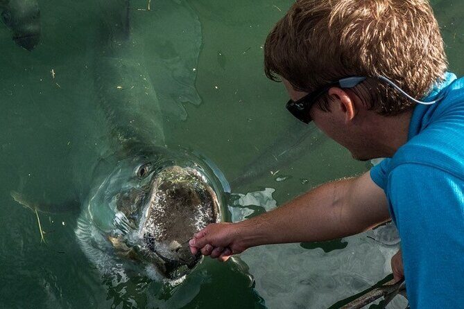 Giant Tarpon Fish Feeding Experience in Bayside Marketplace - What to Expect During the Tour