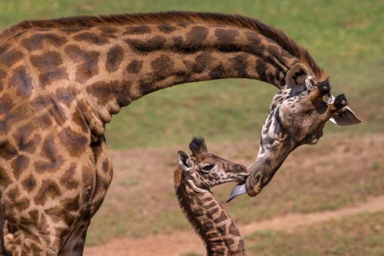 Giraffe Center and Karen Blixen Museum Tour from Nairobi - Exploring Kenya’s Wildlife and Colonial Heritage in a Half-Day