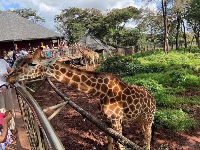 Giraffe Center Elephant Orphanage and Karen Blixen City Tour - Practical Details and Tips
