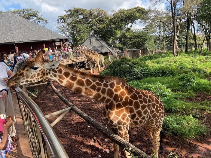 Giraffe Center Elephant Orphanage and Karen Blixen City Tour - Practical Details and Tips