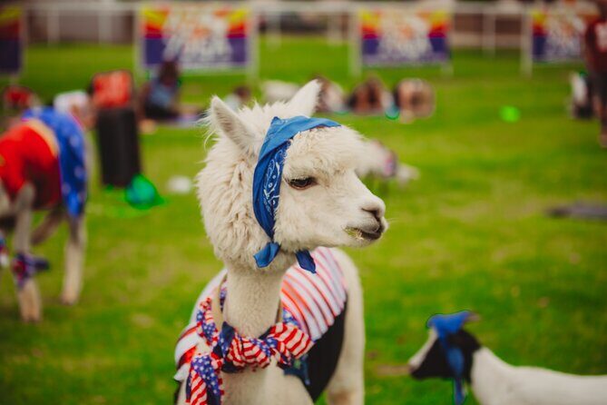 Goat and Alpaca Sound Bath - Gilbert Arizona - The Experience in Detail: What Happens During the Tour?