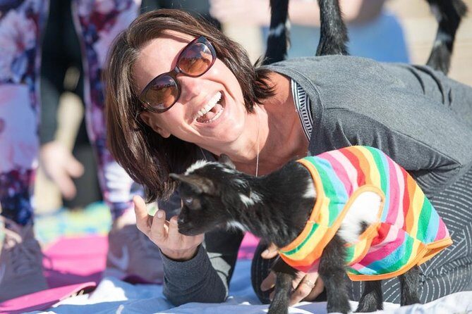 Goat and Alpaca Yoga in Arizona - Authentic Reviews and Insights