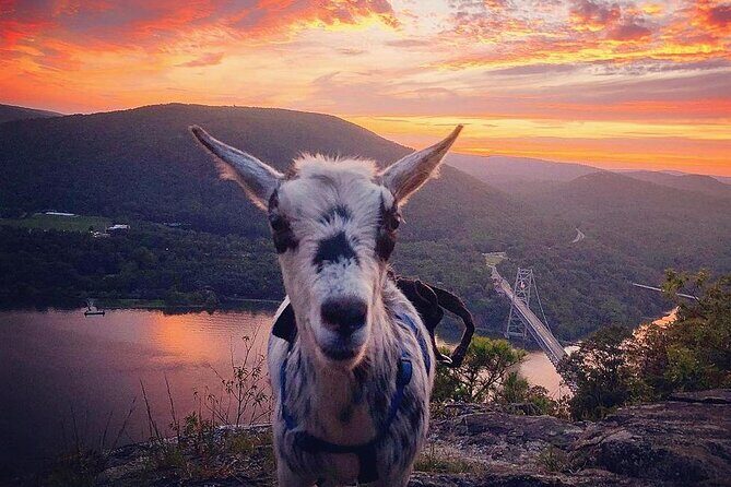 Goat Hiking, Beaver Dam Visit and picnic in Quebec forest - Who Should Consider This Tour?