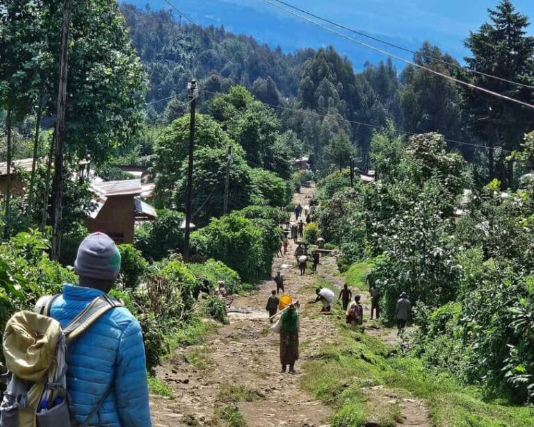 Golden Monkey Trekking with lunch - What to Expect: A Day in the Life of Your Golden Monkey Adventure