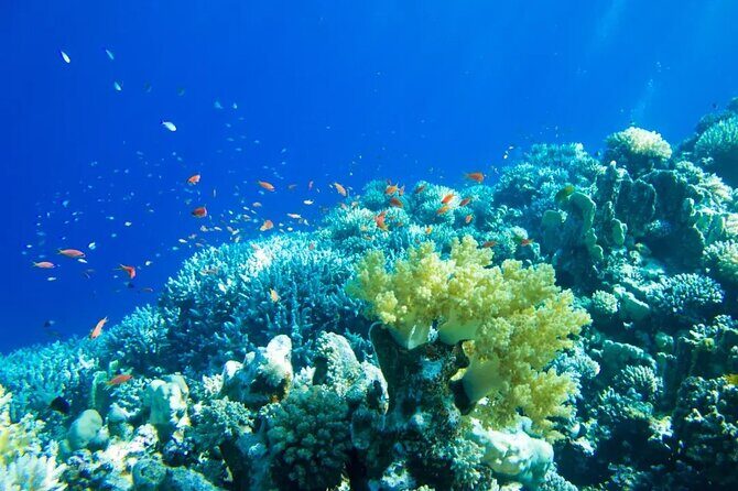 Gorgeous Contoy Adventure! Round Transportation from Cancun & Riviera Maya - Final Thoughts: Is This Tour Worth It?