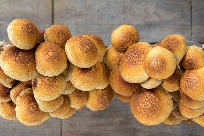 Gourmet Mushroom Farm Tour in Tennessee - Real Traveler Feedback