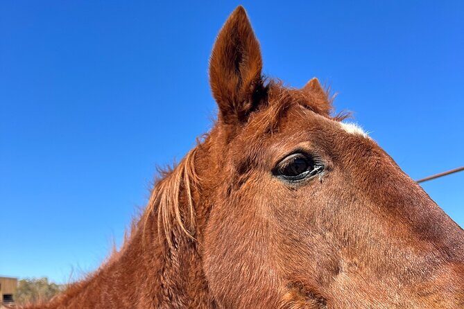 Grand Canyon Horseback Tour - Exploring the Itinerary in Detail