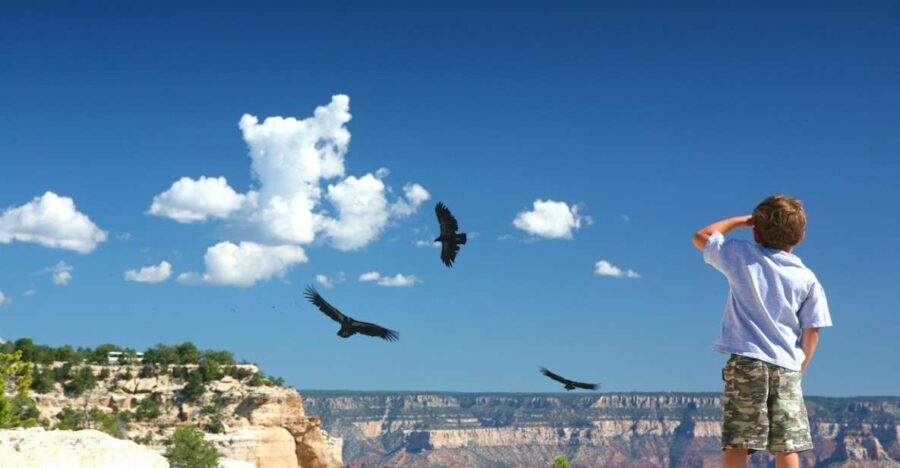 Grand Canyon: Morning Off-Road Safari with Skip the Gate