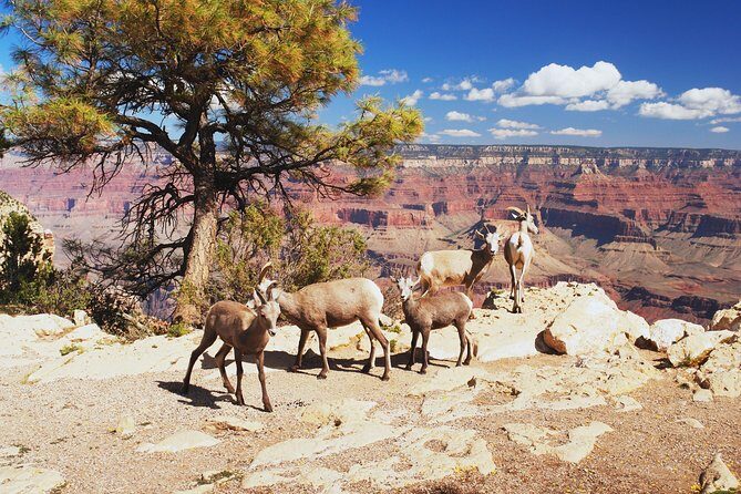 Grand Canyon National Park South Rim Small Group Bus Tour - The Small Group Advantage