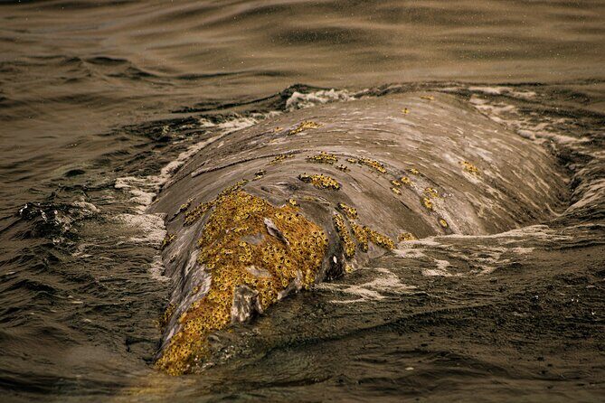 Gray Whale Journey: 10-Hour Tour with 3 Hours of Whale Watching - Who Should Consider This Tour?