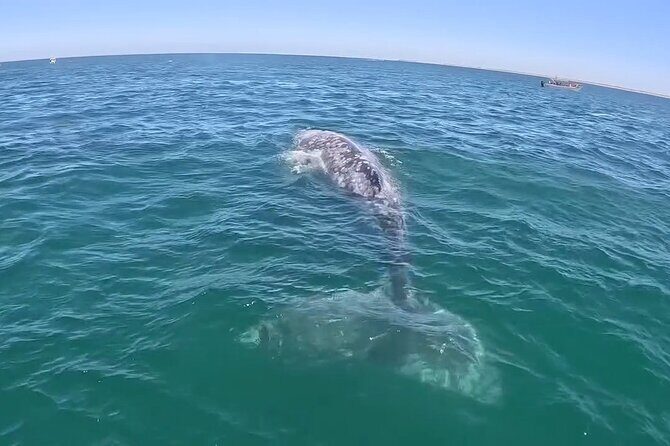 Gray Whale Tour Private Group from La Paz Limited to 8 - The Value of the Experience