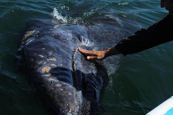 Gray Whale-Watching 2-Day Experience in Magdalena Bay - What Makes This Tour Special?