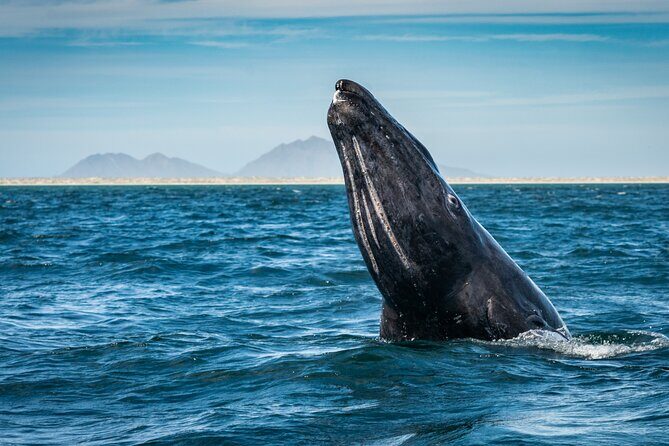 Gray Whale Watching Expedition at Magdalena Bay - The Guide and the Experience